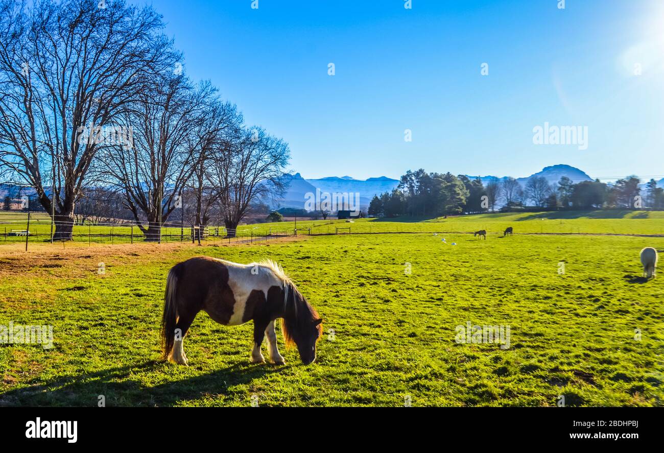Underberg landscape in Southern Drakensberg South Africa Stock Photo ...