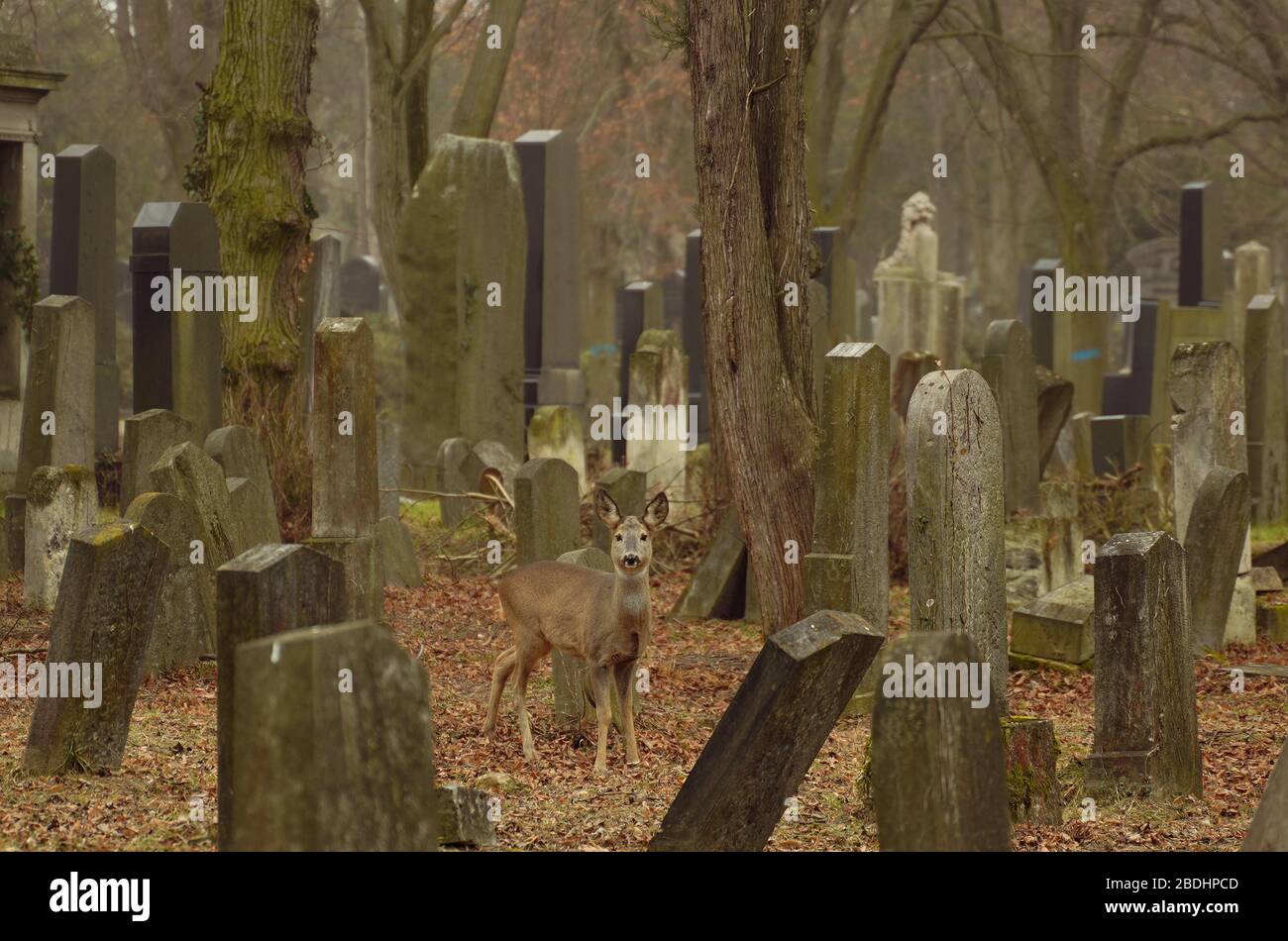 Panoramic view of an animal in cemetery Stock Photo