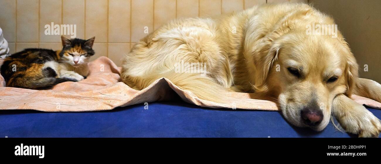 Cat and dog resting Stock Photo Alamy