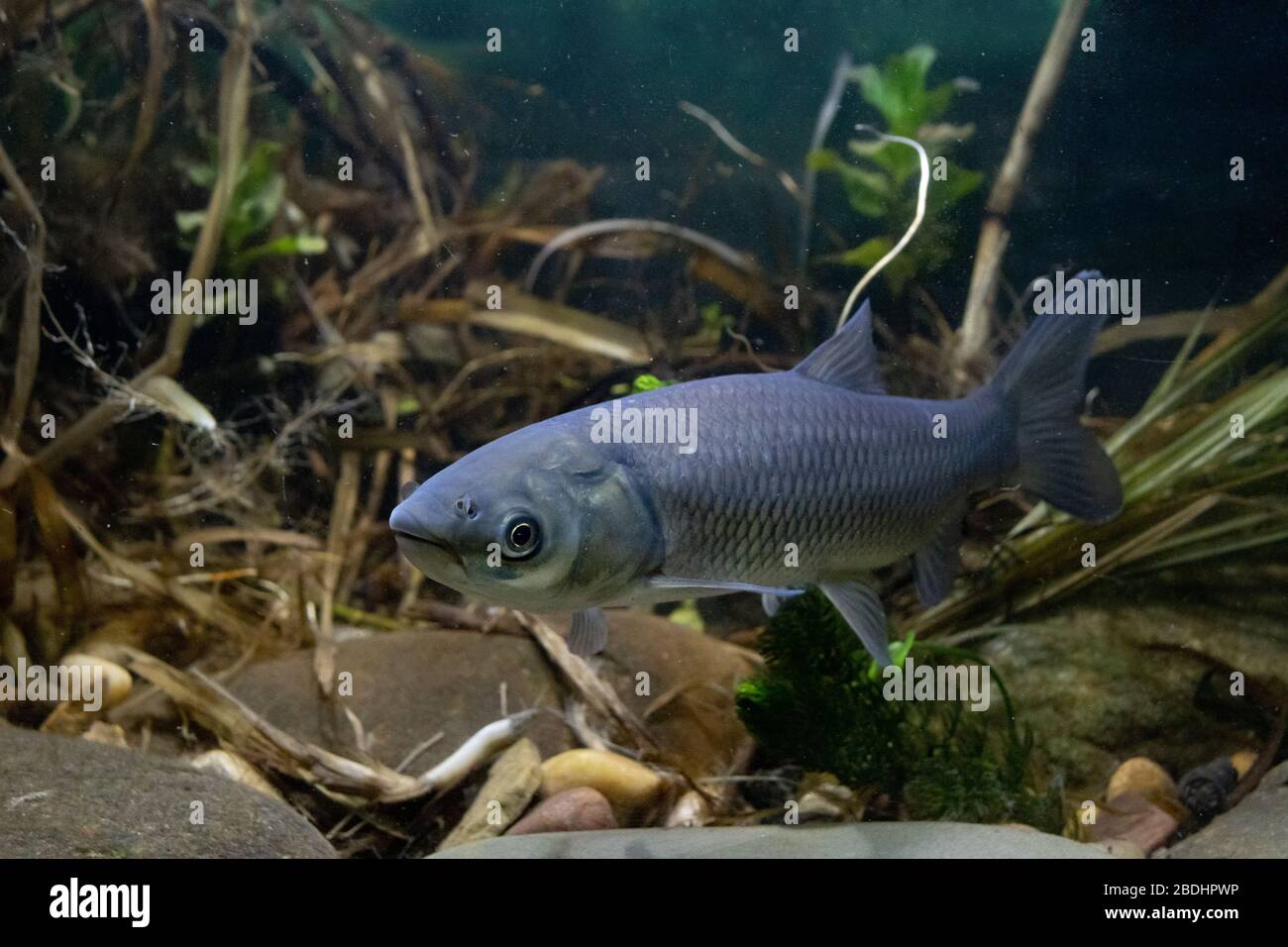 Grass carp, Ctenopharyngodon idella, single adult, Nottingham, March