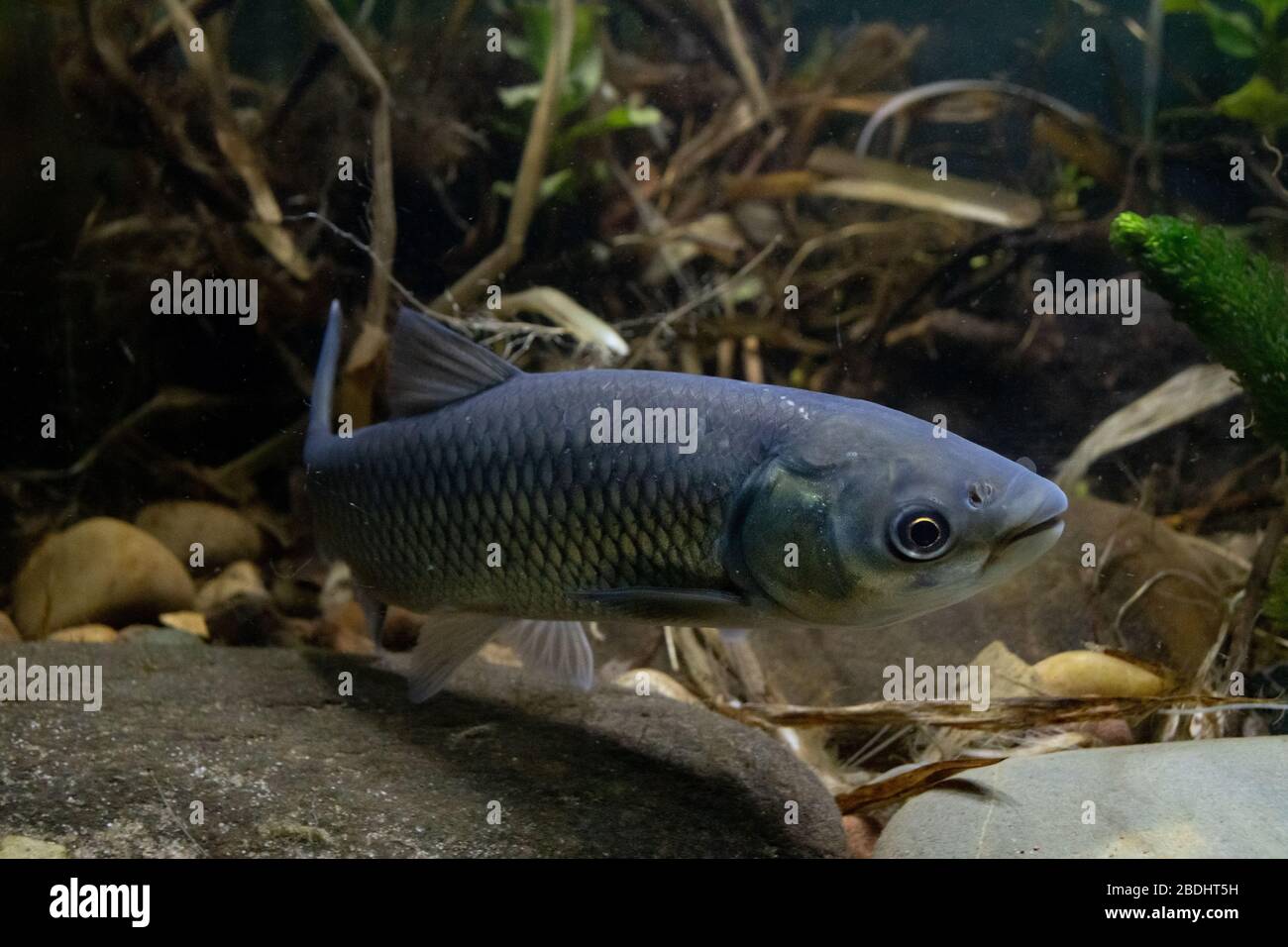 Grass carp, Ctenopharyngodon idella, single adult, Nottingham, March Stock Photo