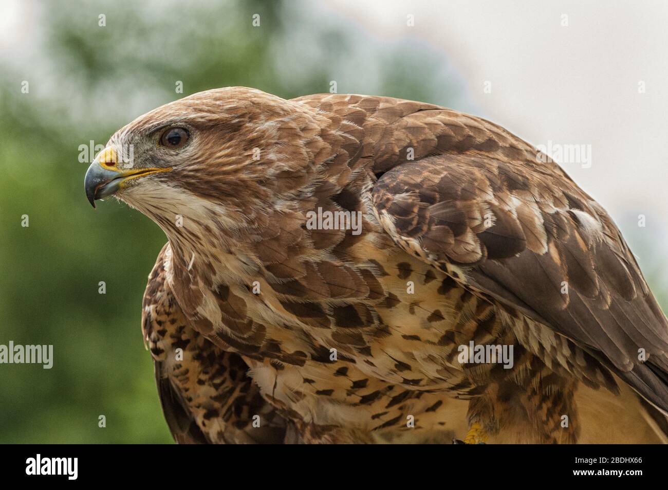 Common buzzard lying in wait Stock Photo