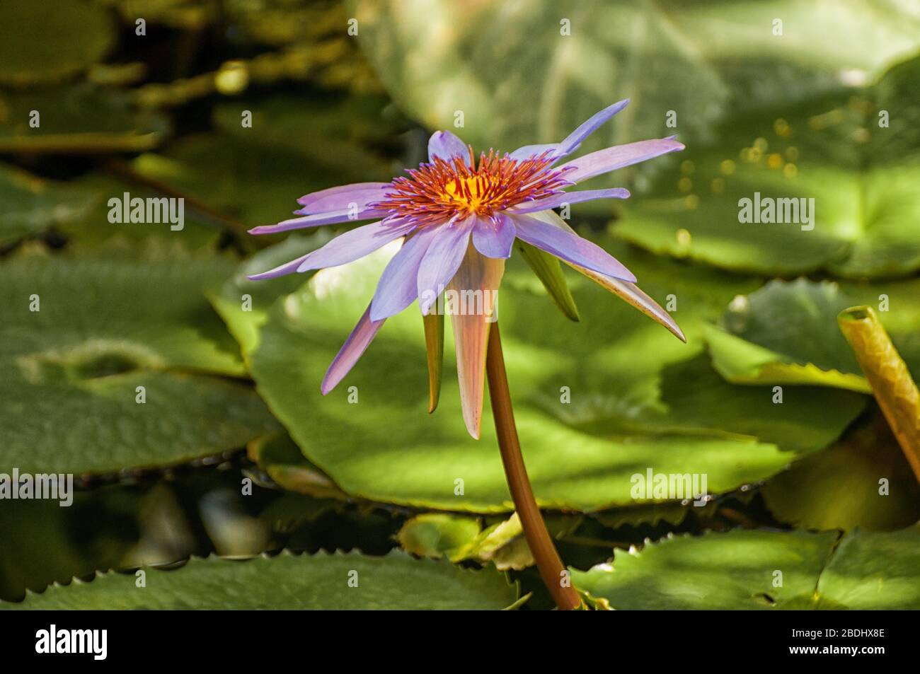 Mountain water lily hi-res stock photography and images - Alamy