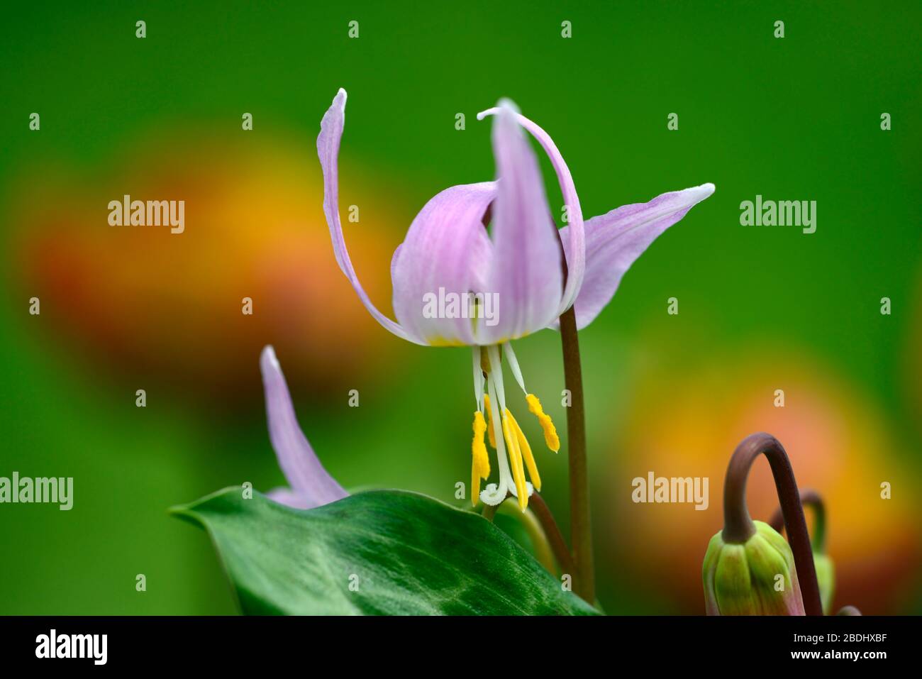 Erythronium revolutum pink beauty,pink lilac flowers,flower,flowering dog's tooth violet,spring,flowers,flower,flowering,woodland garden,shade,shady,s Stock Photo
