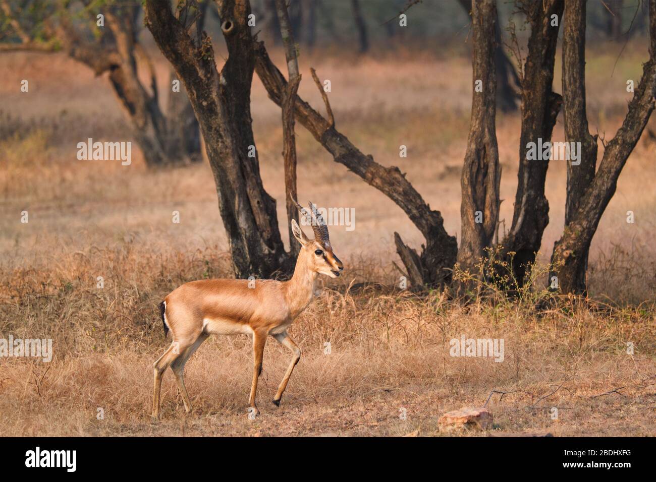 Indian bennetti gazelle or chinkara in Rathnambore National Park, Rajasthan, India Stock Photo