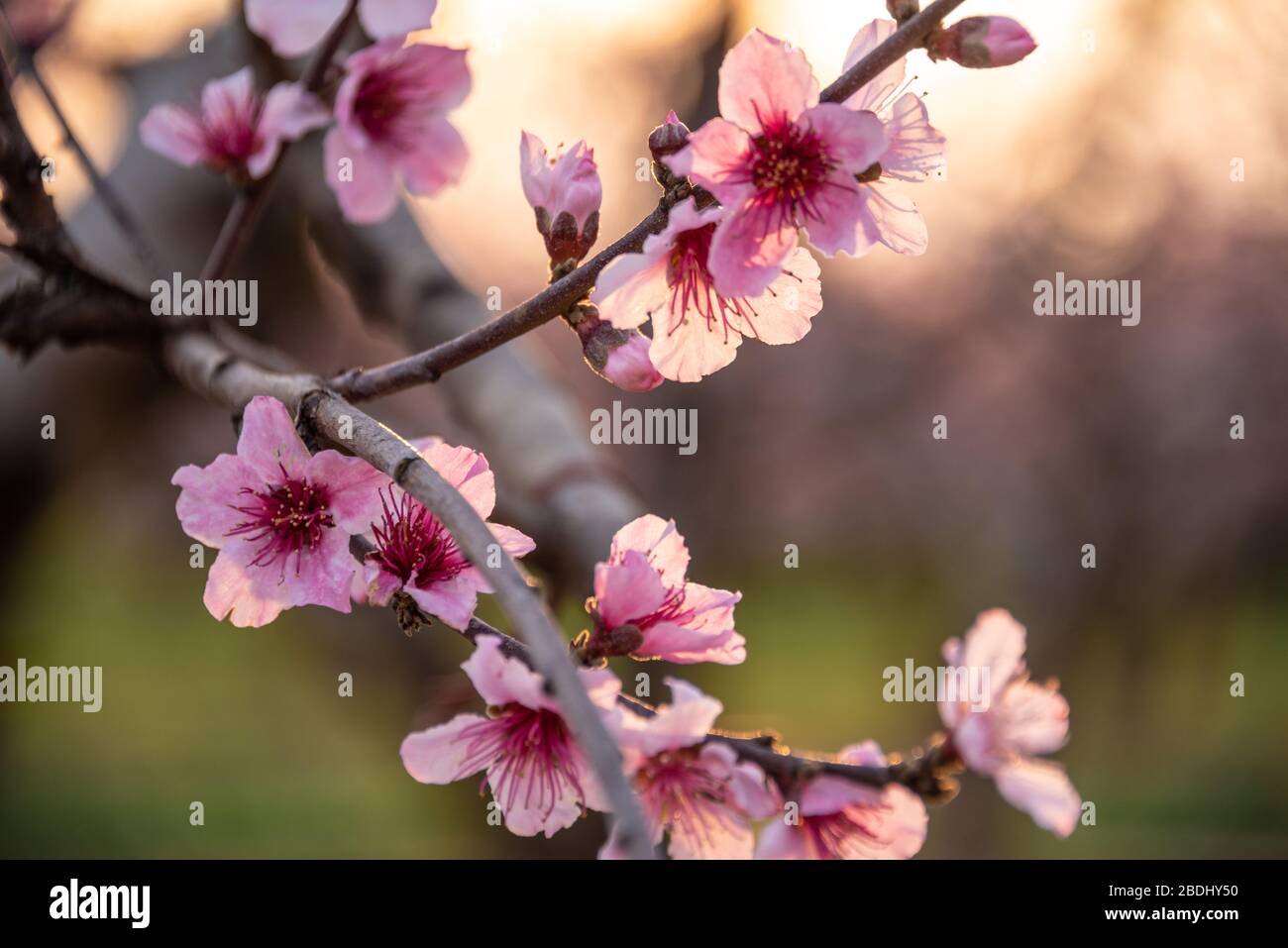 Beautiful peach blossoms backlit at sunset at an orchard in Peach County, Georgia. (USA) Stock Photo