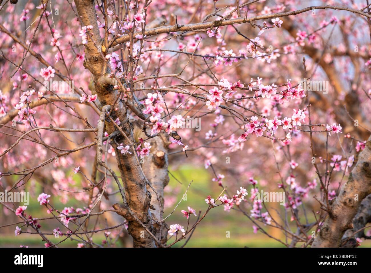 Early spring peach blossoms at an orchard in Fort Valley, Peach County, Georgia. (USA) Stock Photo