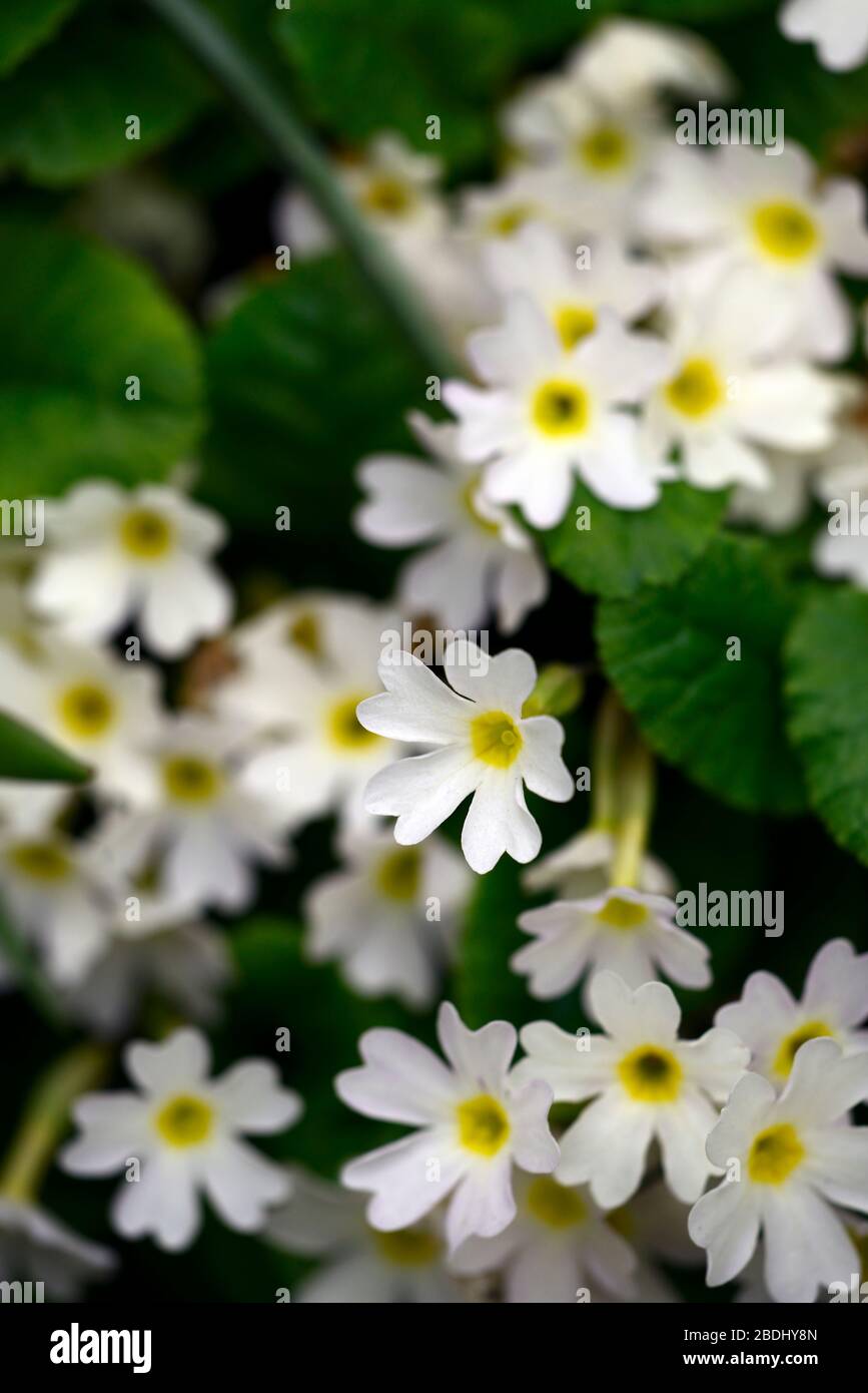 primula allionii,white,primrose,primroses,flowers, flower, bloom ,blossom ,alpine plant, RM Floral Stock Photo