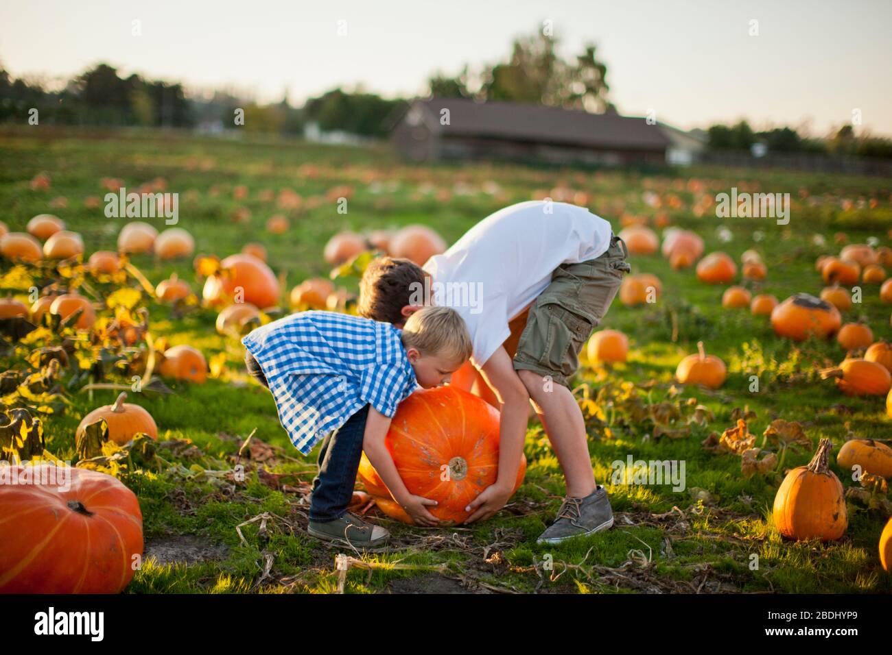 Two brothers playing in a pumpkin patch. Stock Photo