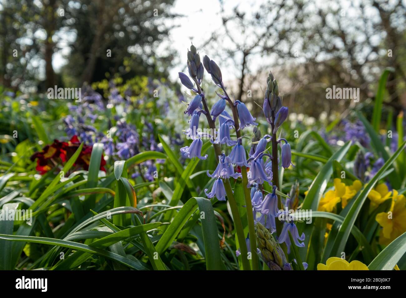 Bluebells in spring, photographed in the woodland near the walled garden at Eastcote House Gardens, London Borough of Hillingdon, UK. Stock Photo