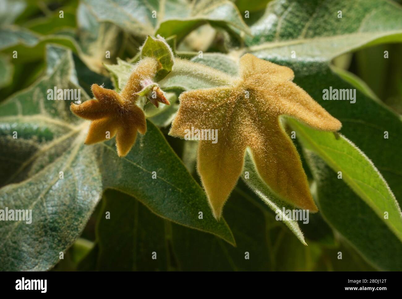 Fuzzy new Western Sycamore tree (Platanus racemosa) leaves just budding in the spring. Close-up, full-frame, green and ochre colors. Stock Photo