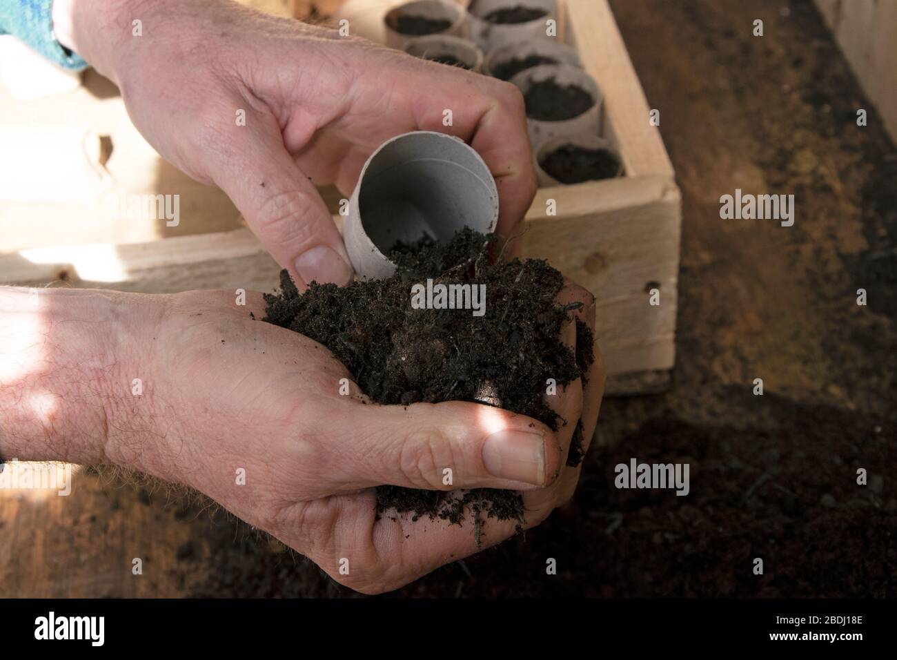 Preparing toilet roll holders to plant seeds Stock Photo Alamy