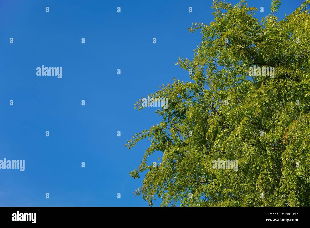 Looking up at the crown of a bright green tree with new leaves against a deep blue clear sky on a sunny day; half the frame has copy space. Stock Photo