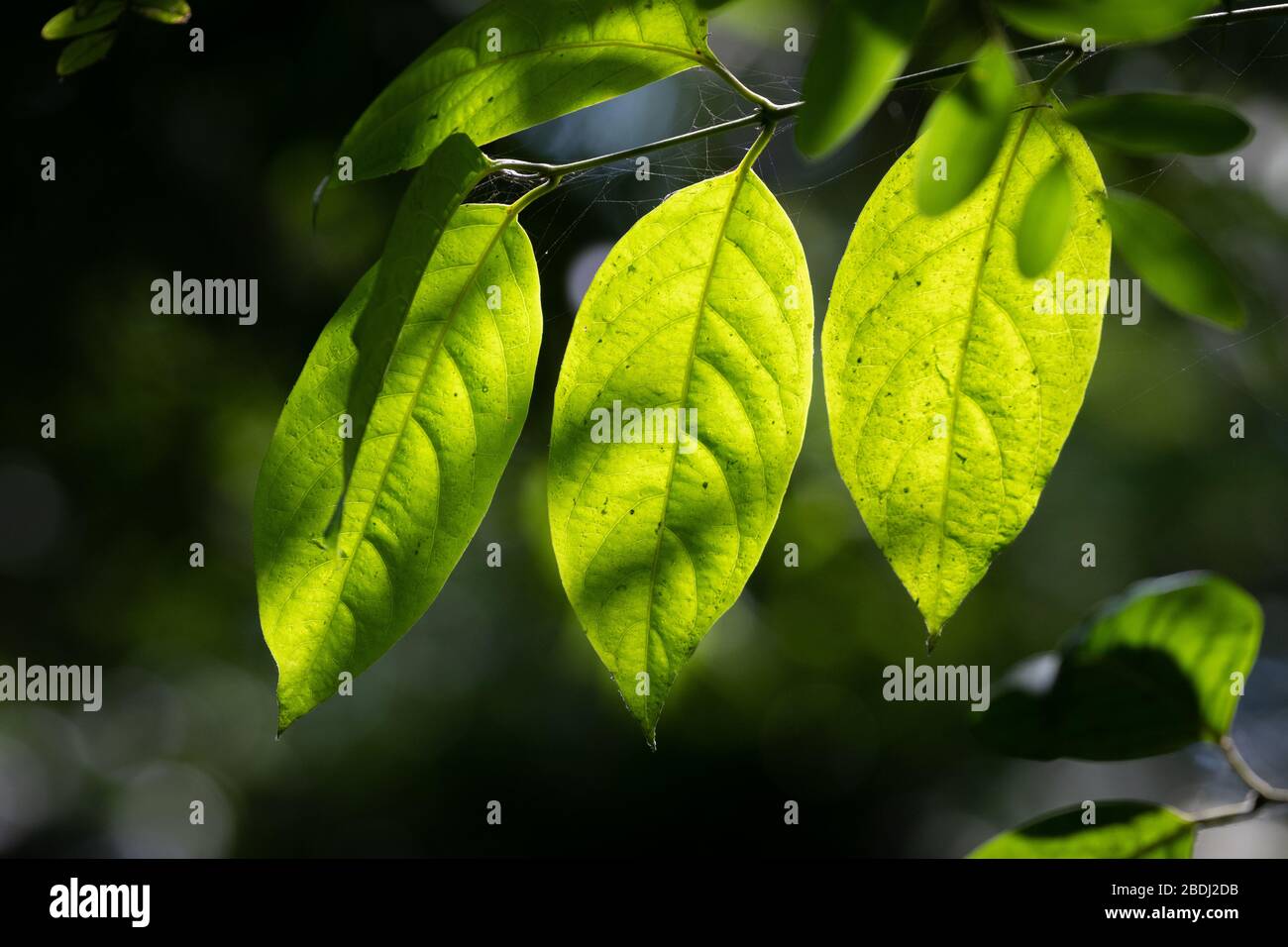 Leaves growing on the Ayahuasca vine which is traditionally used in South America as hallucinogenic aid to spiritual or shamanistic practices Stock Photo