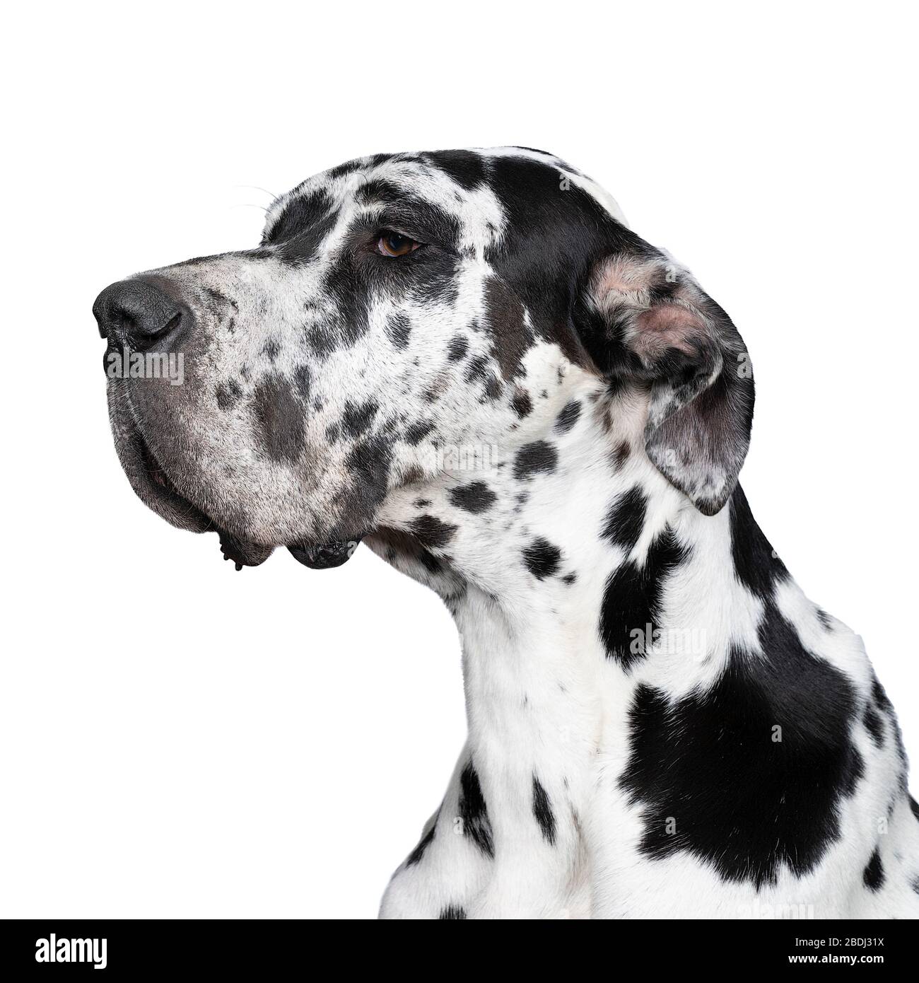 A Portrait of the head of a Great Dane Dog or German Dog, the largest