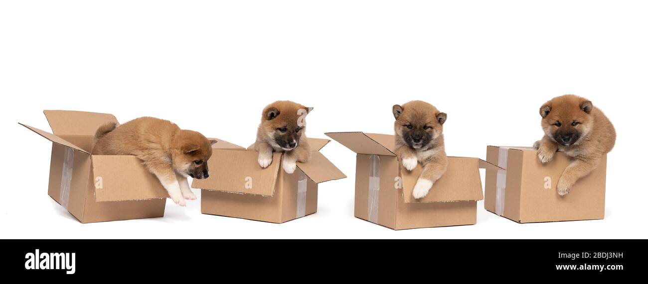 Four Small Shiba Inu Puppies Sitting In A Cardboard Box Isolated