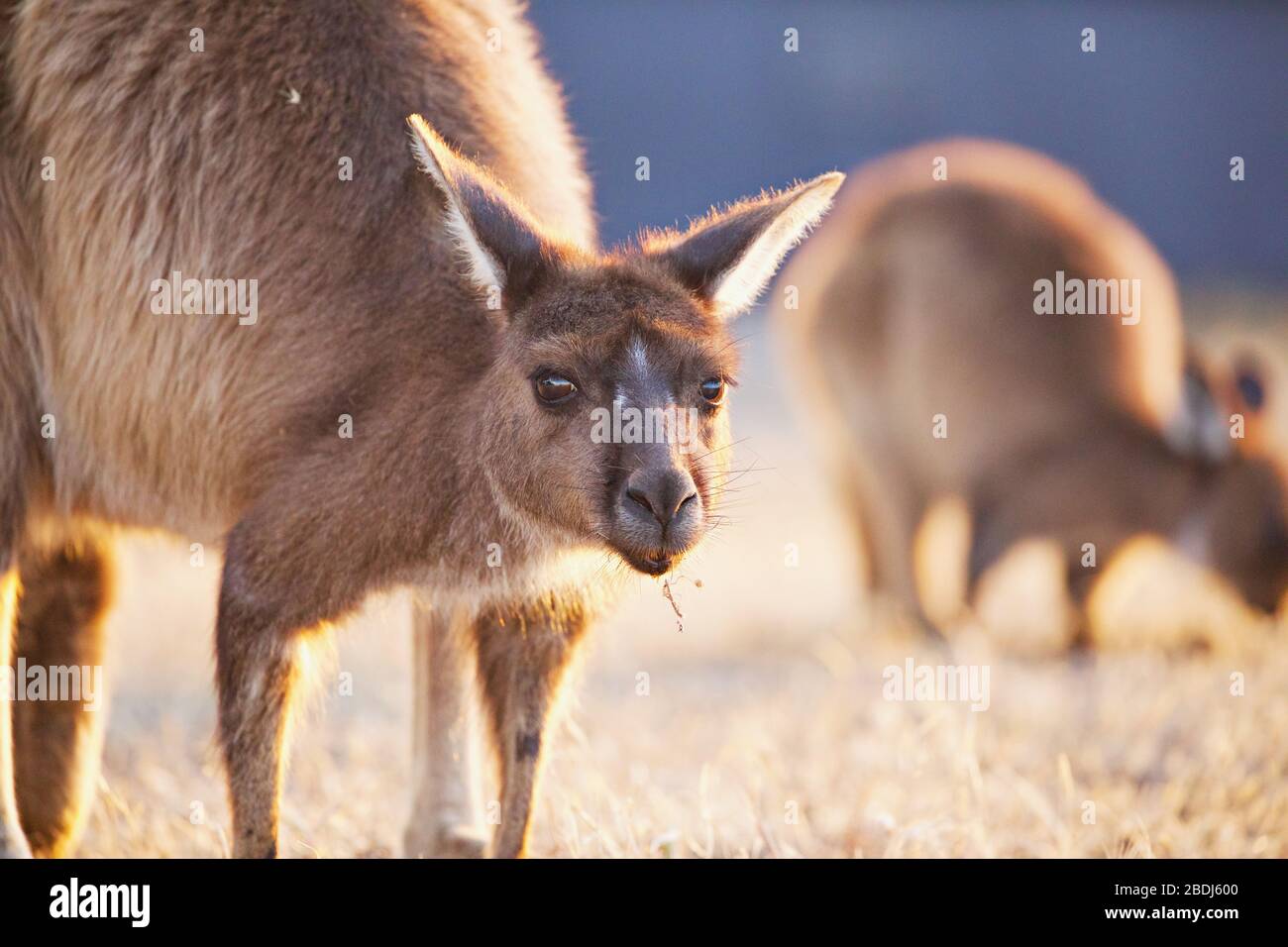 Kangaroo Island Stock Photo