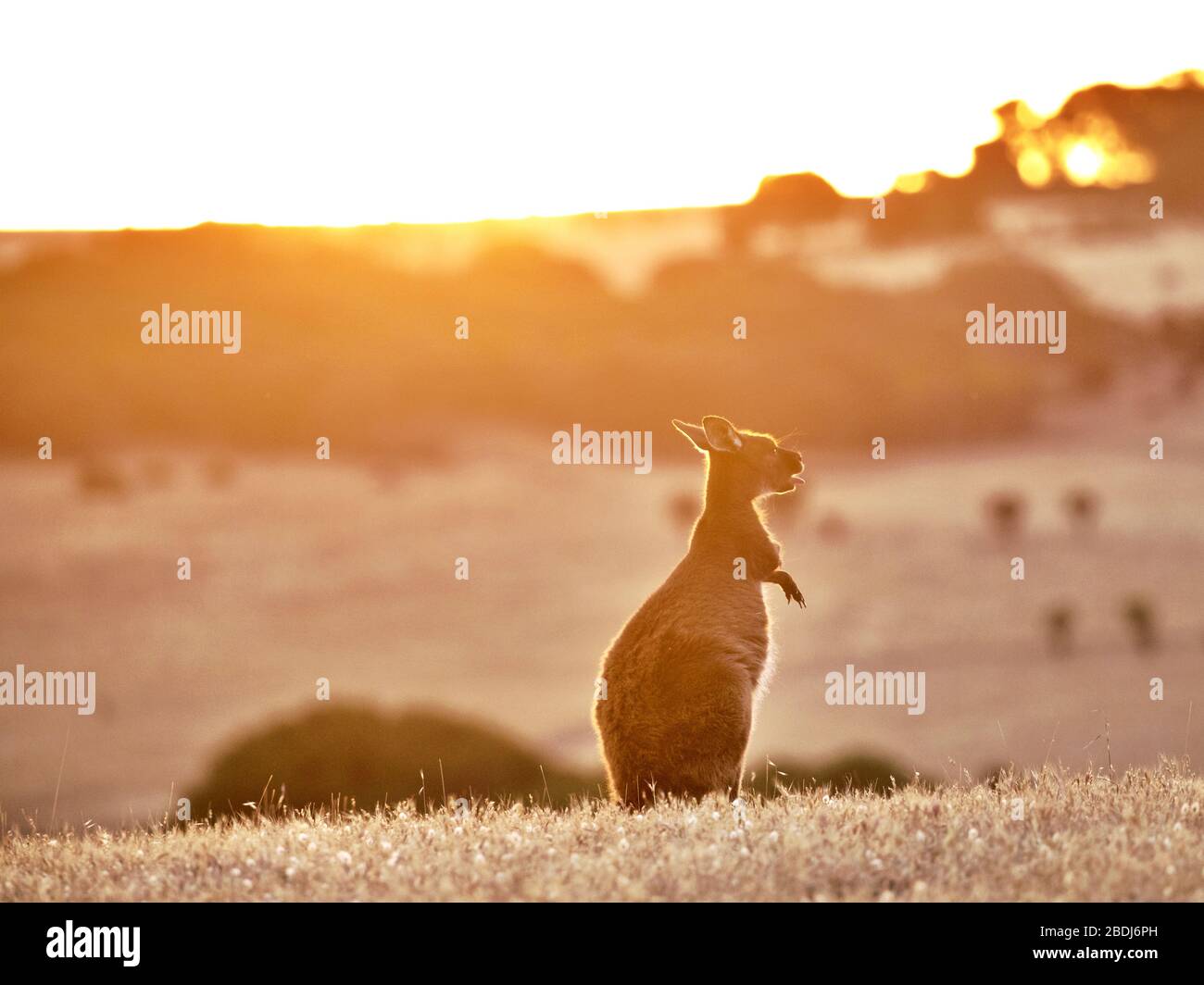 Kangaroo Island Stock Photo