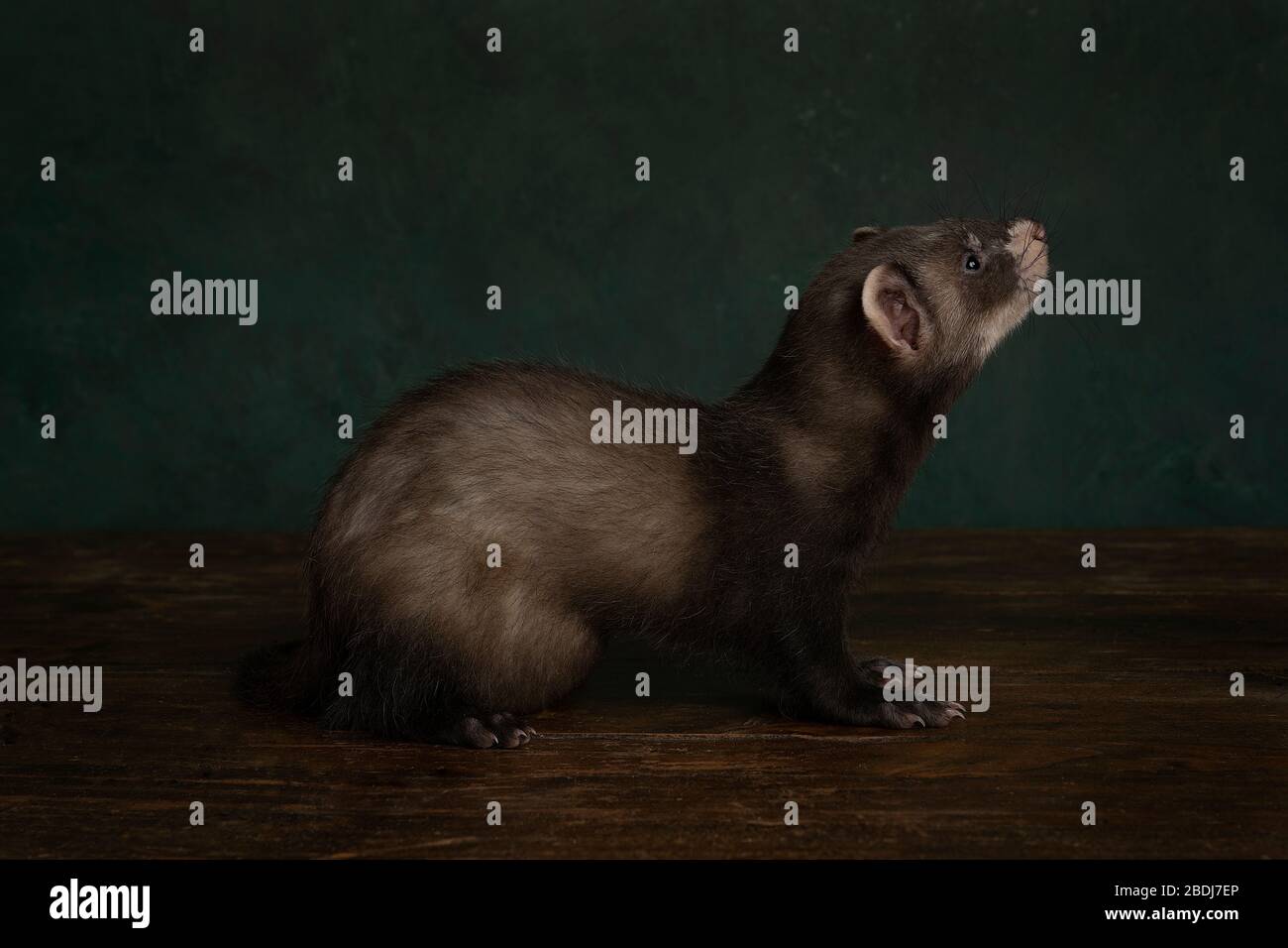 Young ferret or polecat puppy full body in a stillife scene looking up against a green background Stock Photo