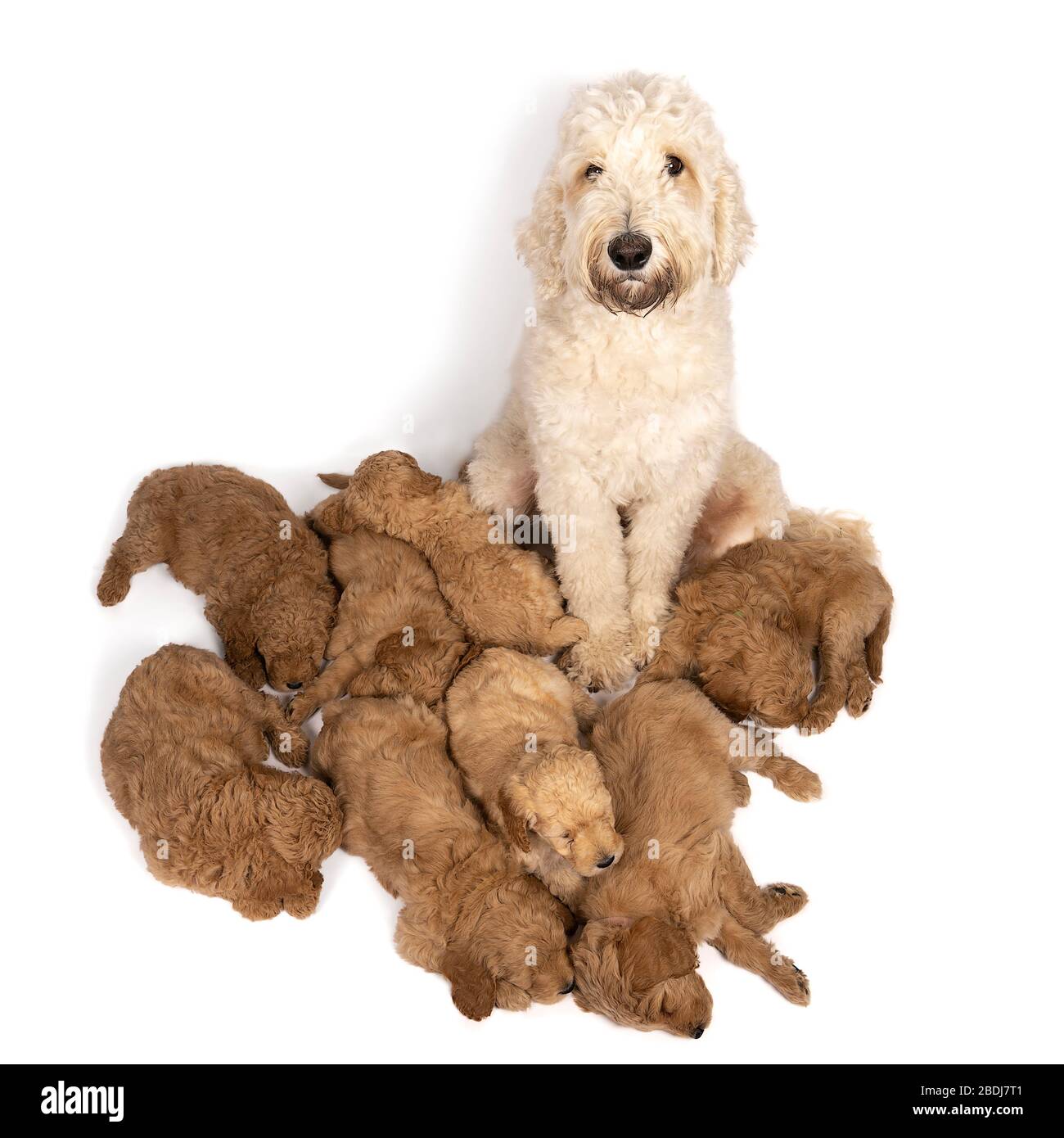 A litter of cute labradoodle puppies sleeping at the feet of their mother  isolated on white background with space for text Stock Photo