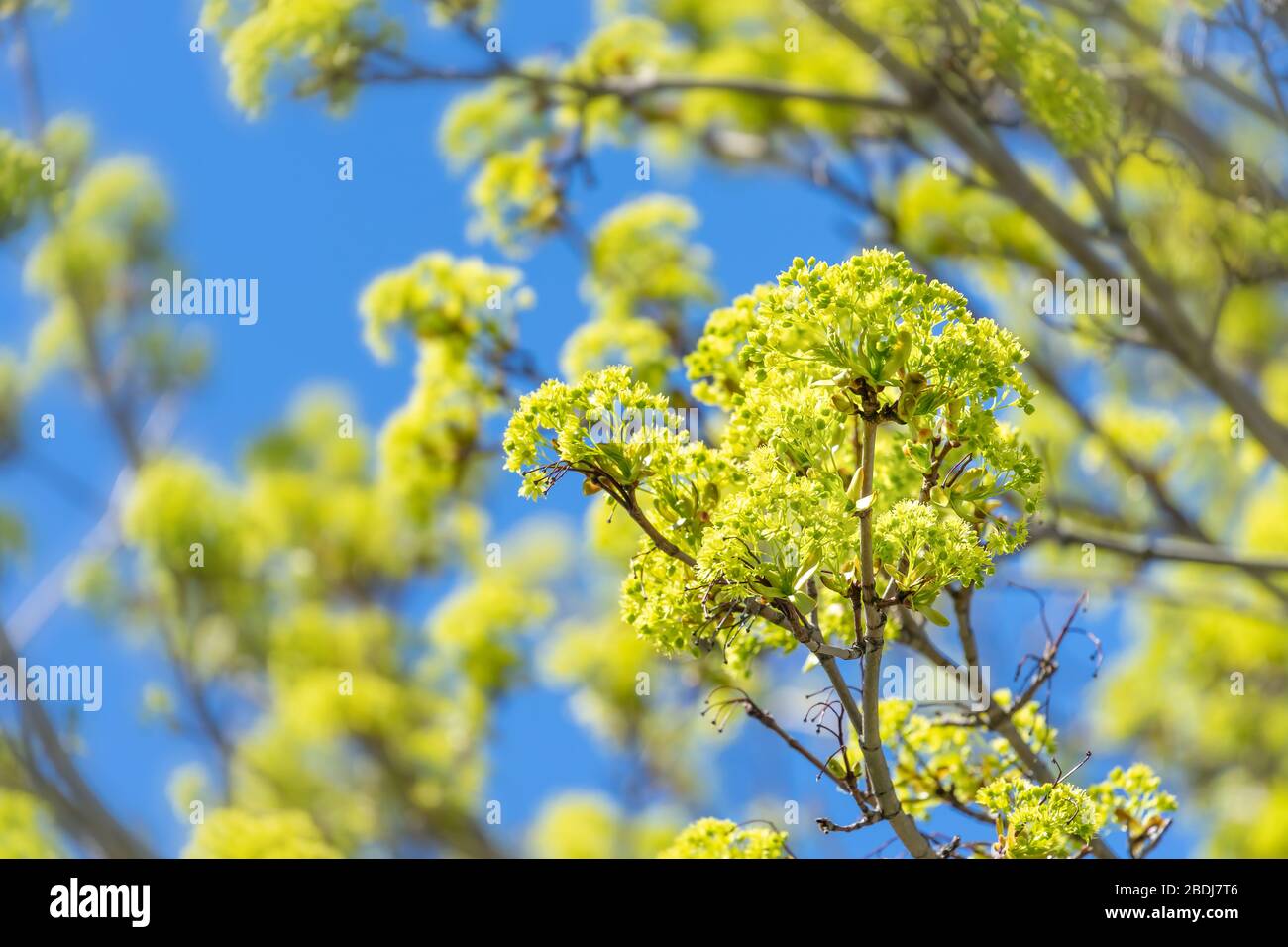 Maple flowers in early spring. Stock Photo