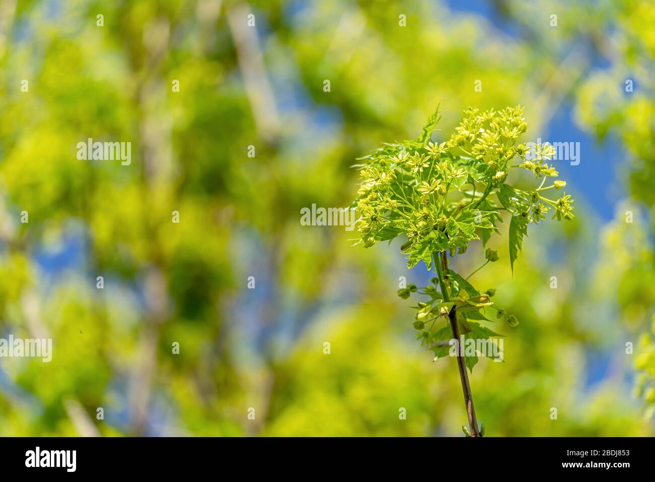 Maple flowers in early spring. Stock Photo