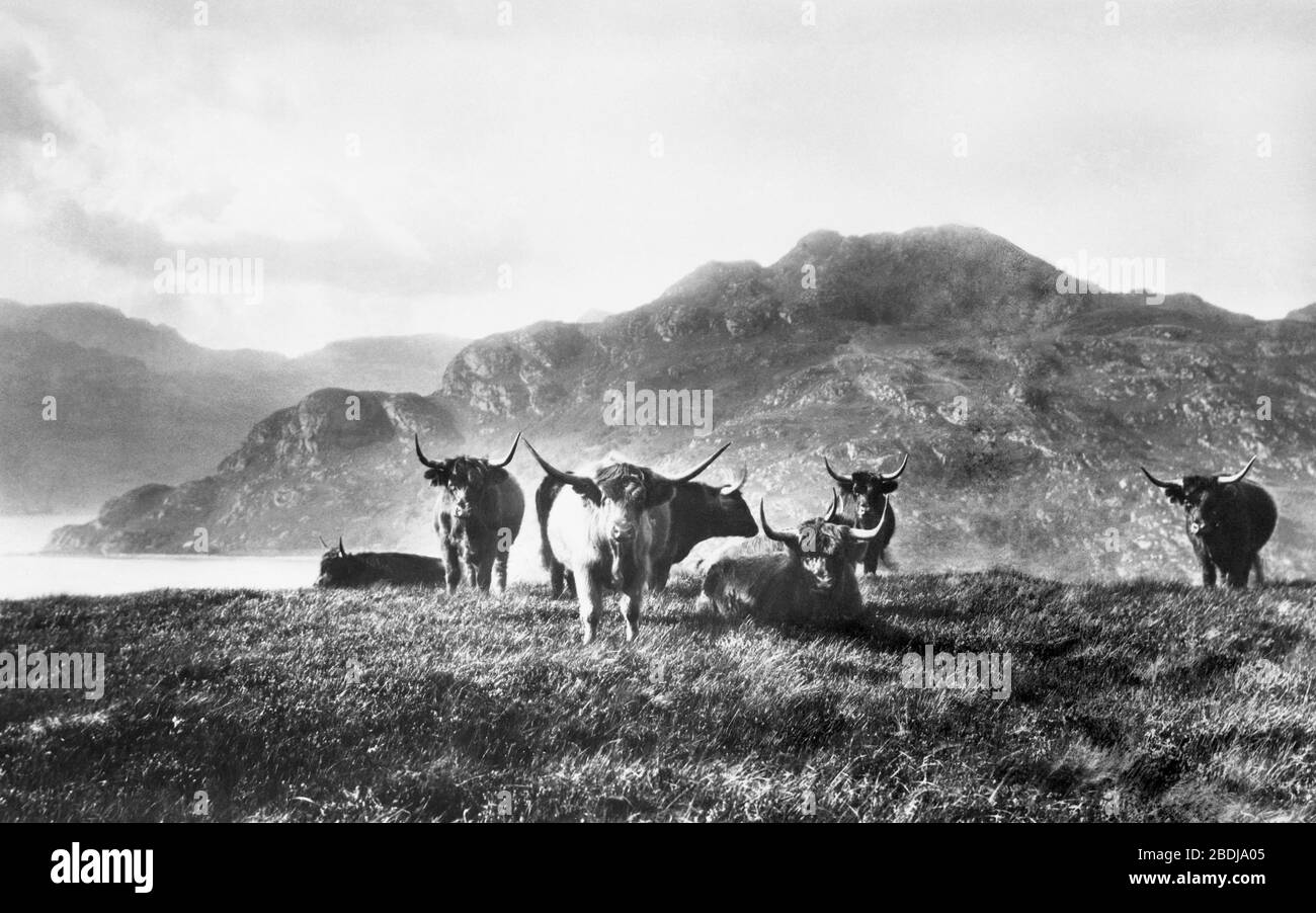 Loch Long, Highland Cattle 1901 Stock Photo