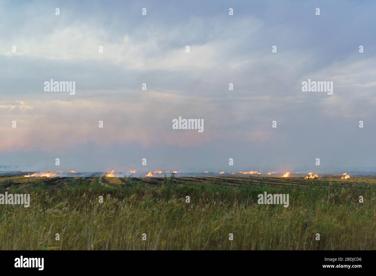 Burning stubble in rice fields. Thick smoke obscured the sky Stock Photo