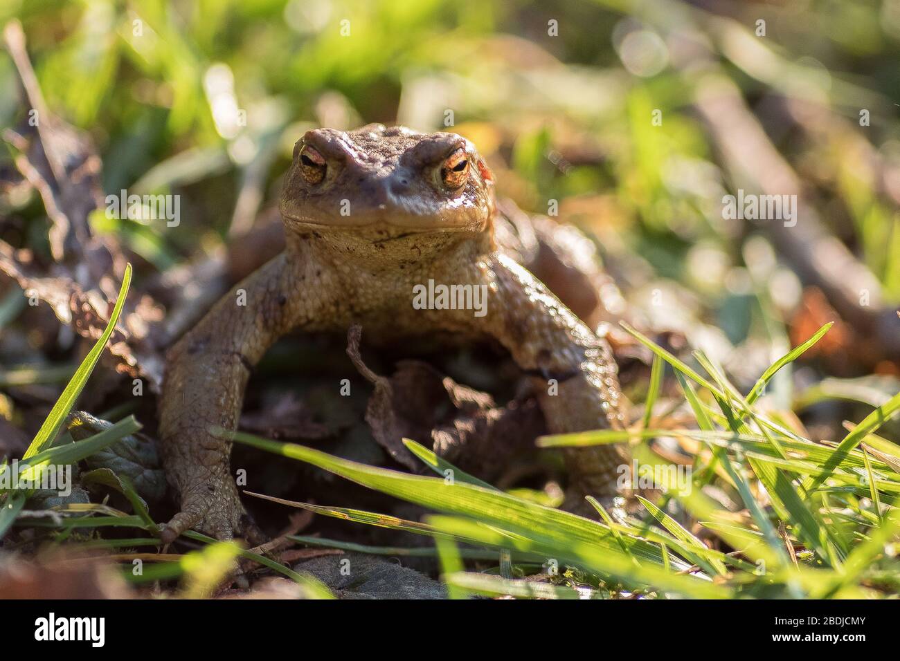 a toad / frog, amphibians Stock Photo