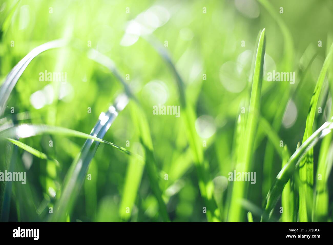 Green grass for your design hi-res stock photography and images - Alamy