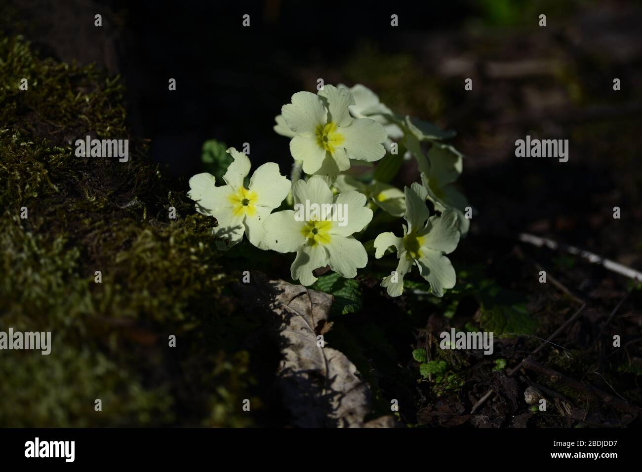 Primrose in spring Stock Photo