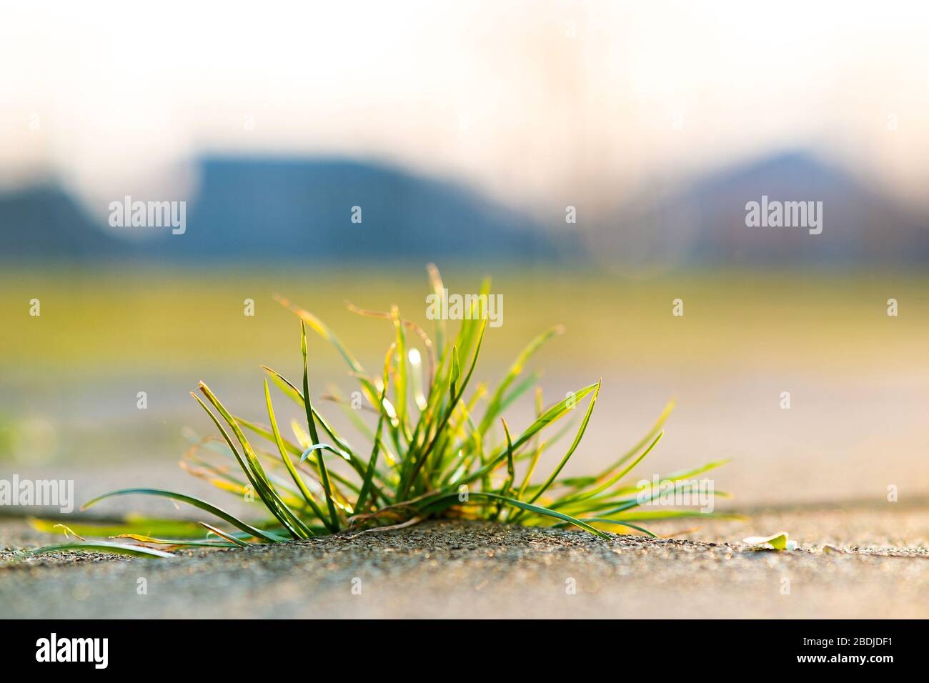 Grass growing between bricks hi-res stock photography and images - Alamy