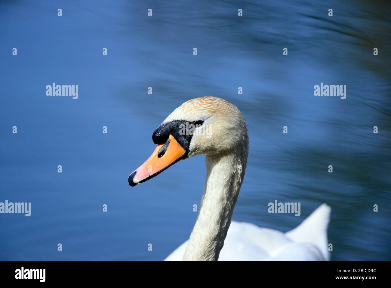 Mute Swan portrait Stock Photo