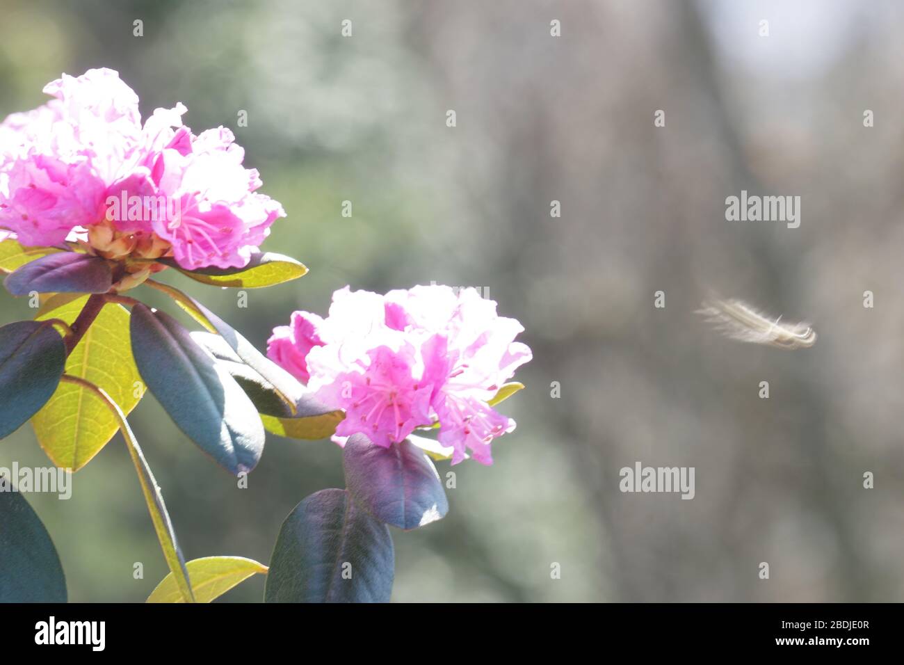 Blurred bee flying over flowers Stock Photo