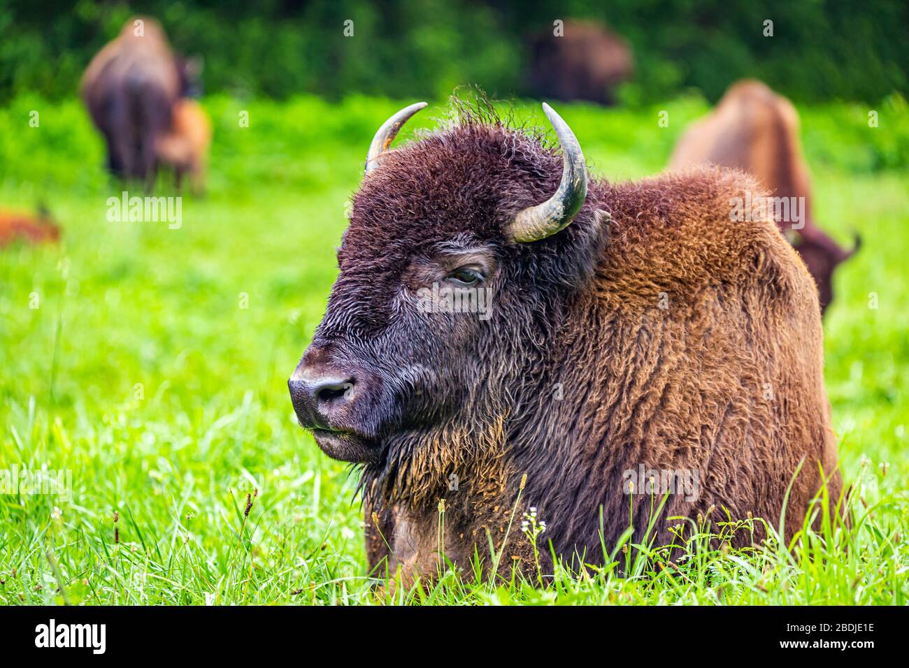 A member of a managed herd of Bison in the Elk and Bison Prairie at the