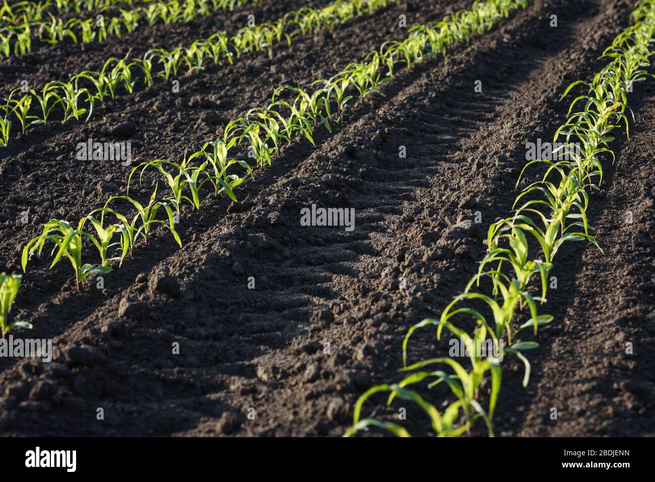 Crop young hi-res stock photography and images - Alamy