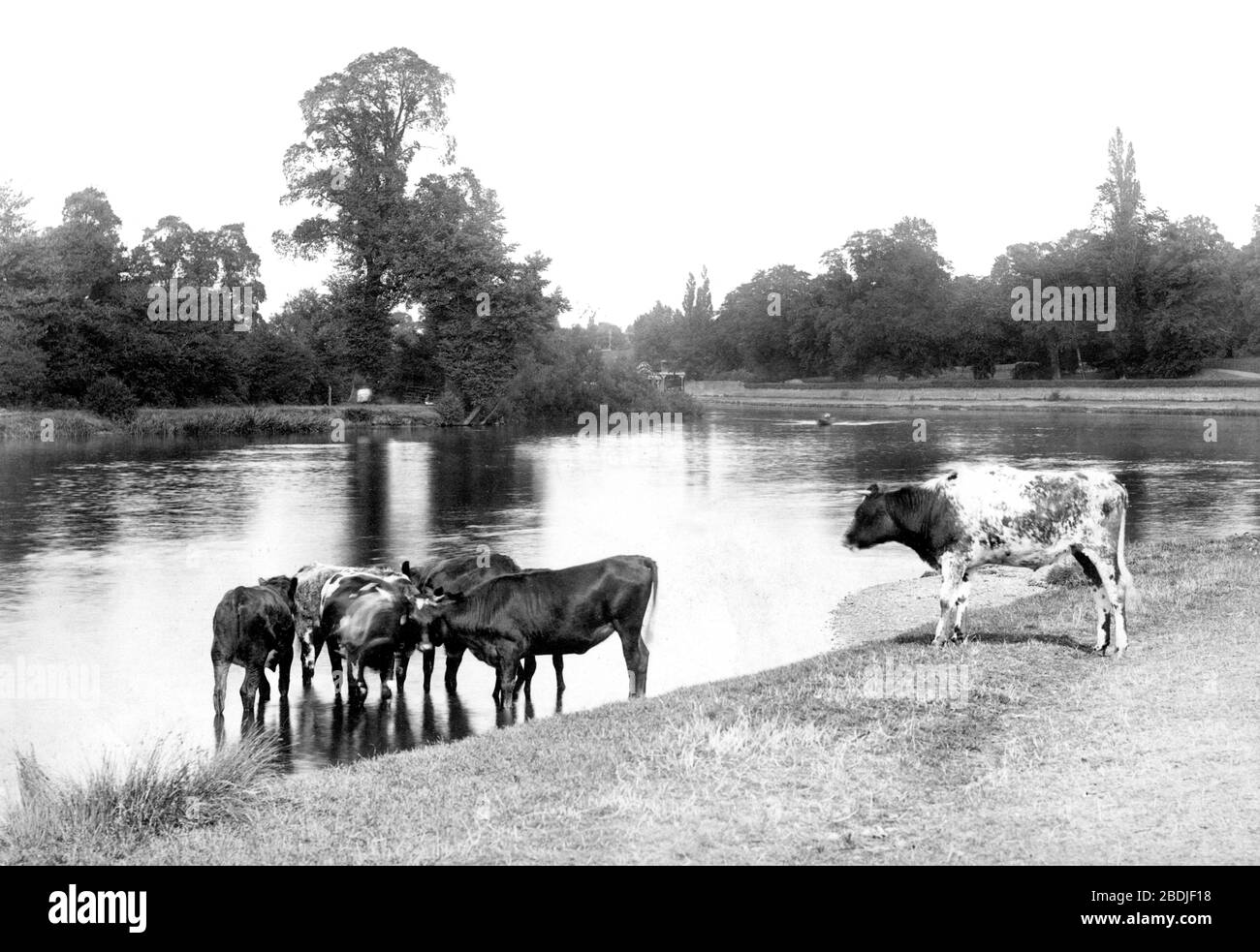WaltononThames, the River 1899 Stock Photo Alamy