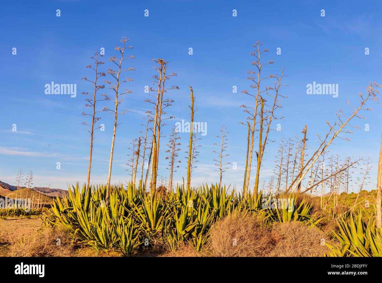 Arid landscape with Agave Pita Americana plants, Cabo de Gata Natural ...