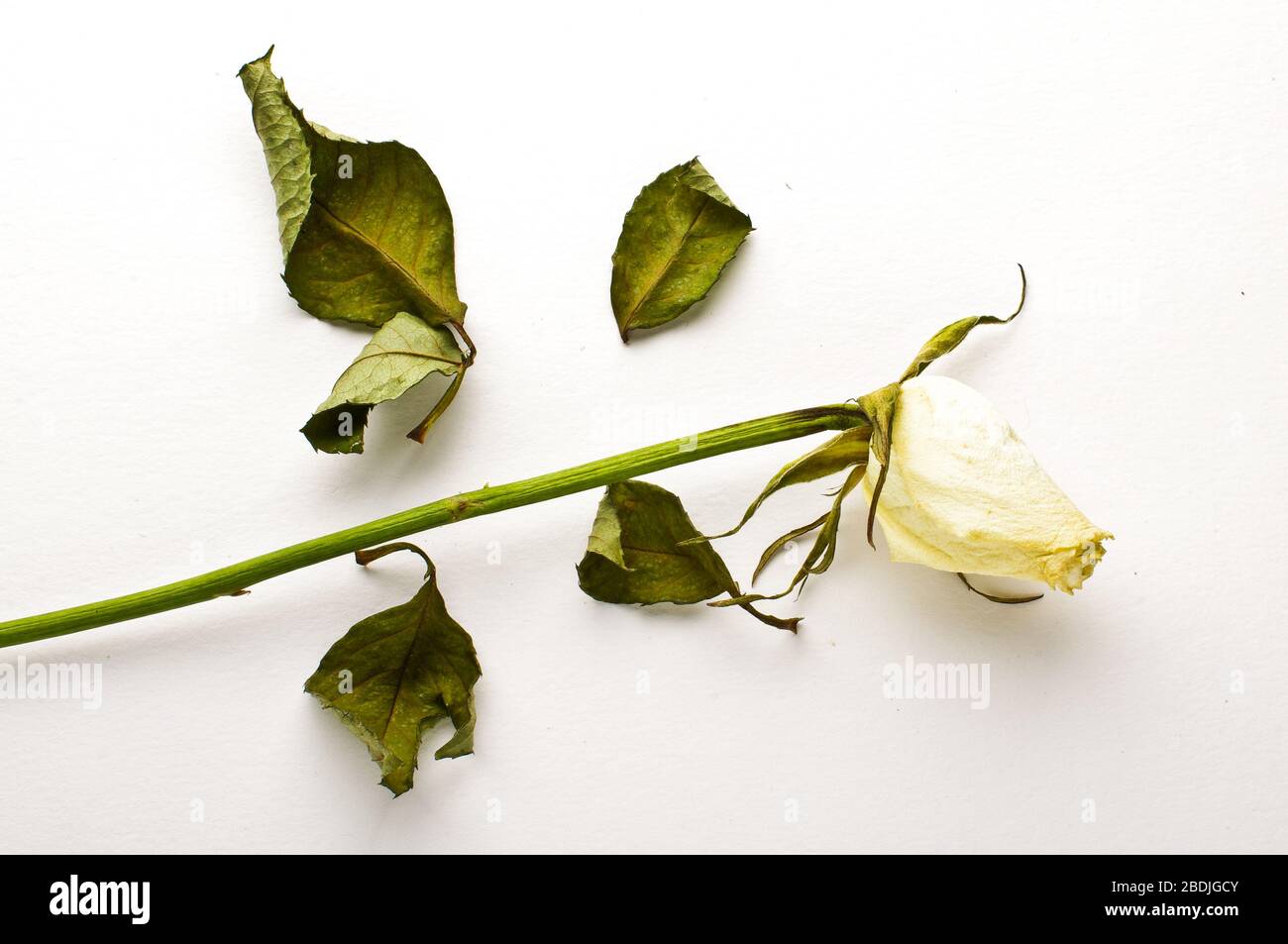 Dead dried rose close up isolated on the white background Stock Photo