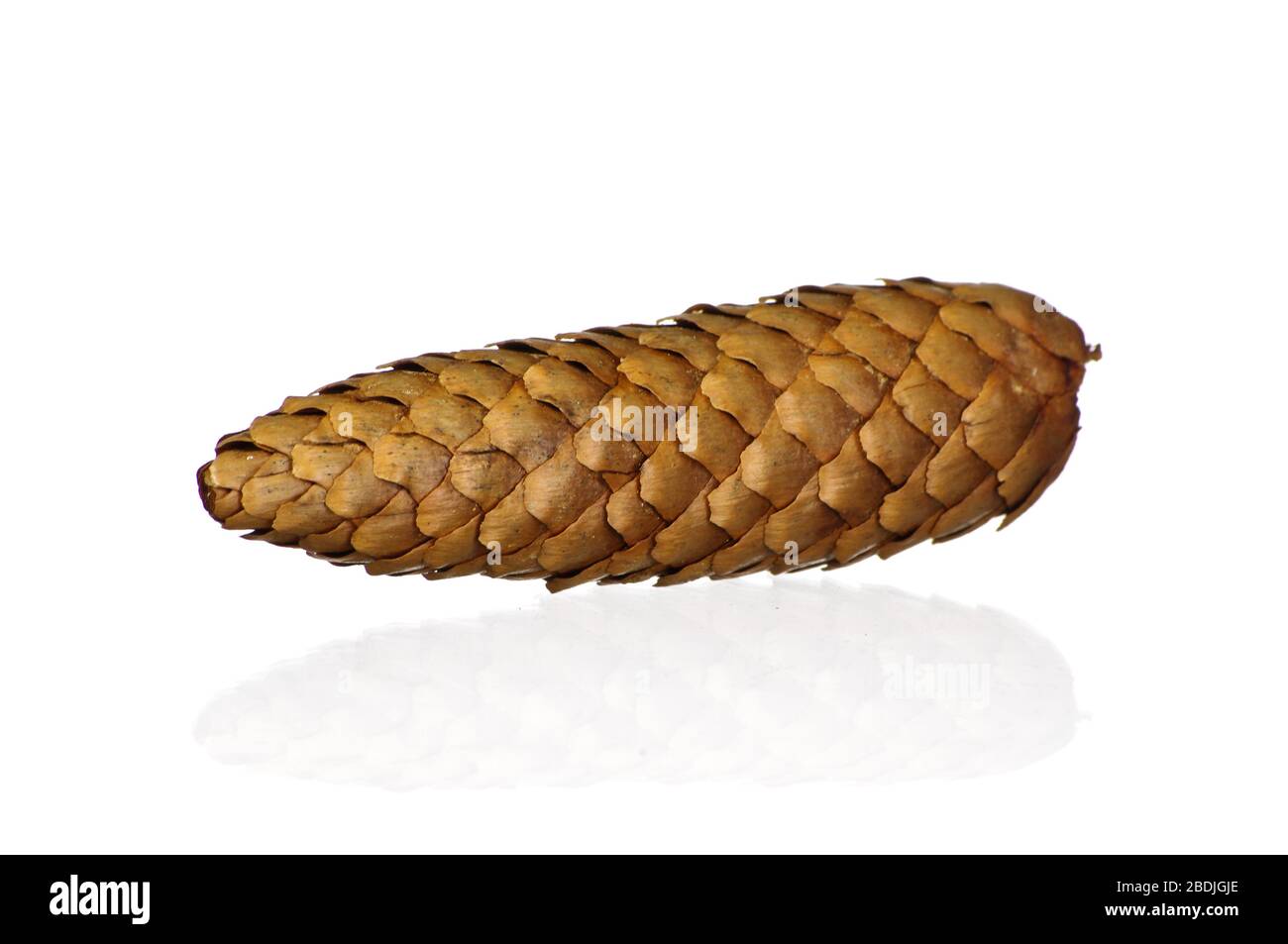 A cone isolated on the clean white background Stock Photo