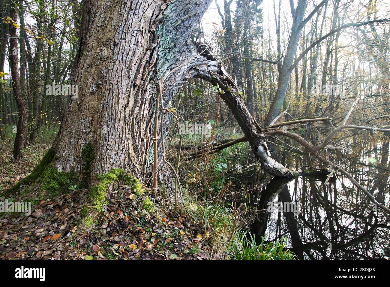 Karpfenteich / NSG Bogenseekette / BerlinBuch Stock Photo Alamy