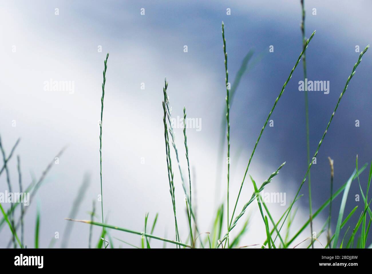 Gräser am Seeufer / NSG Bogenseekette / Gras Stock Photo