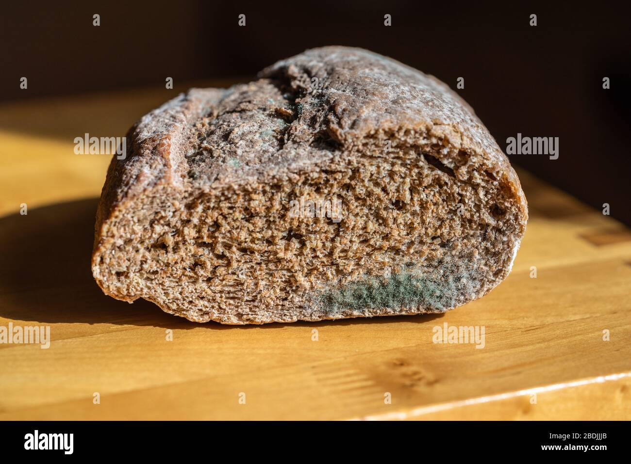 Penicillium sp. mould on bread Stock Photo