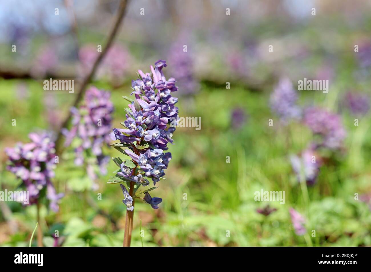 First spring flowers in a forest. Fumewort, corydalis solida blooming in april Stock Photo