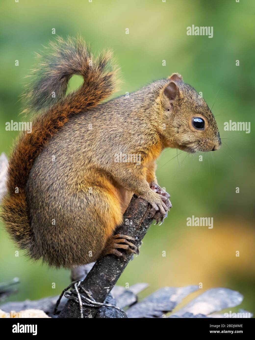 Gray Squirrel II - Earth Sky + Water