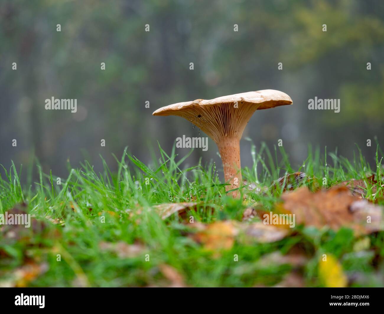 Milkcap mushroom in wet grass Stock Photo Alamy