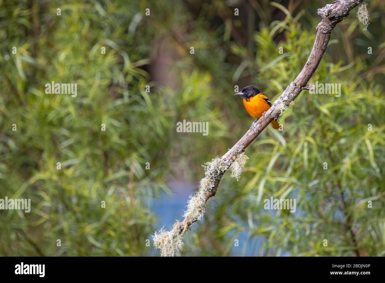 An adult male Baltimore Oriole (Icterus galbula) perched on a branch in the cloud forest of Costa Rica near San Gerardo de Dota. Stock Photo
