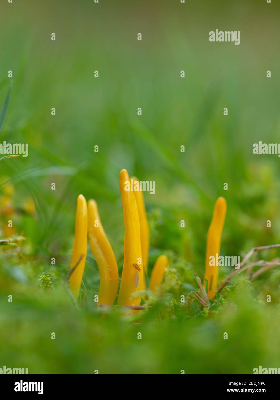Golden spindles (Clavulinopsis fusiformis) fungi. Stock Photo