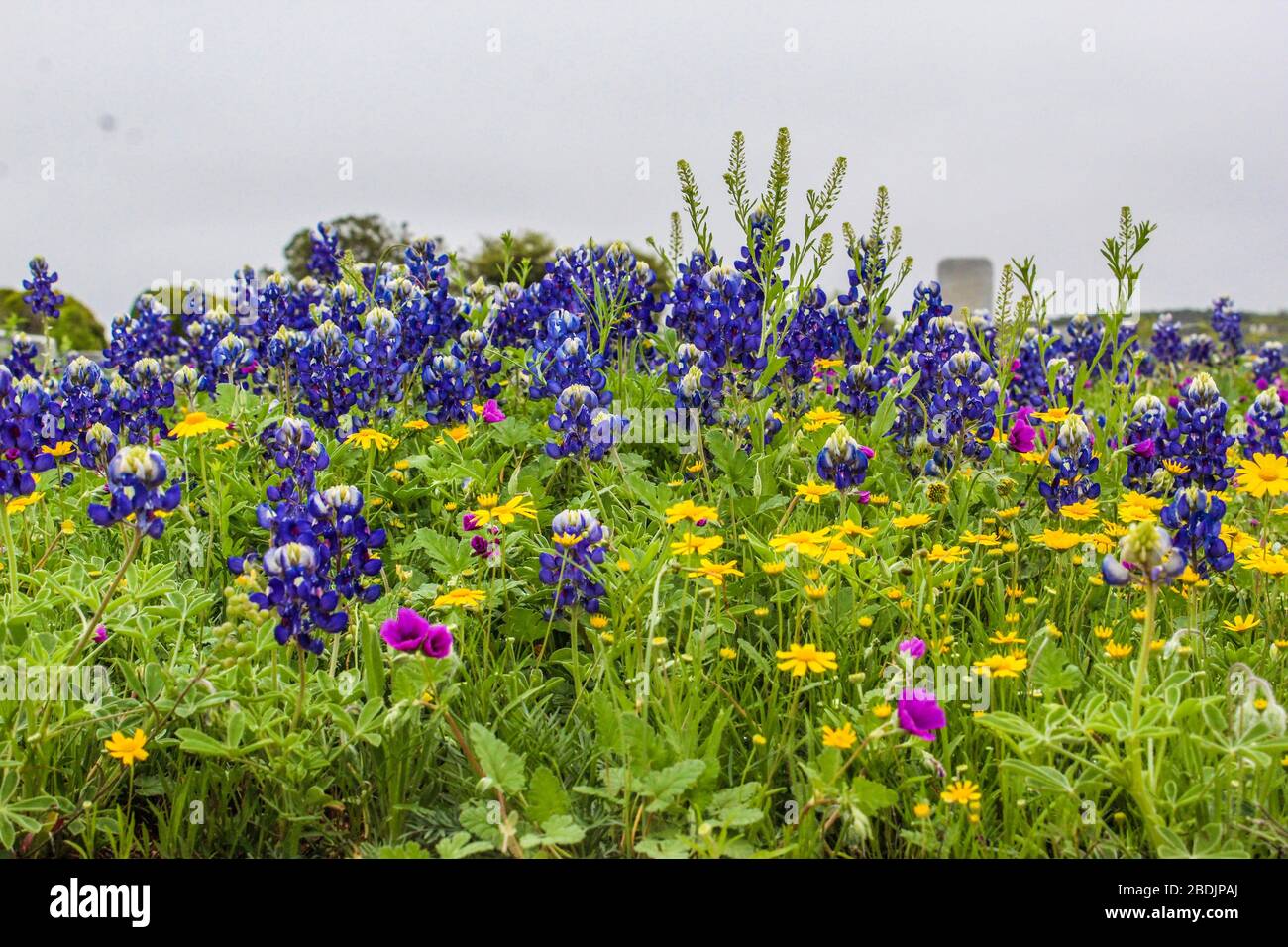 Wildflowers blooming in the Robert Lee, Texas cemetery Stock Photo