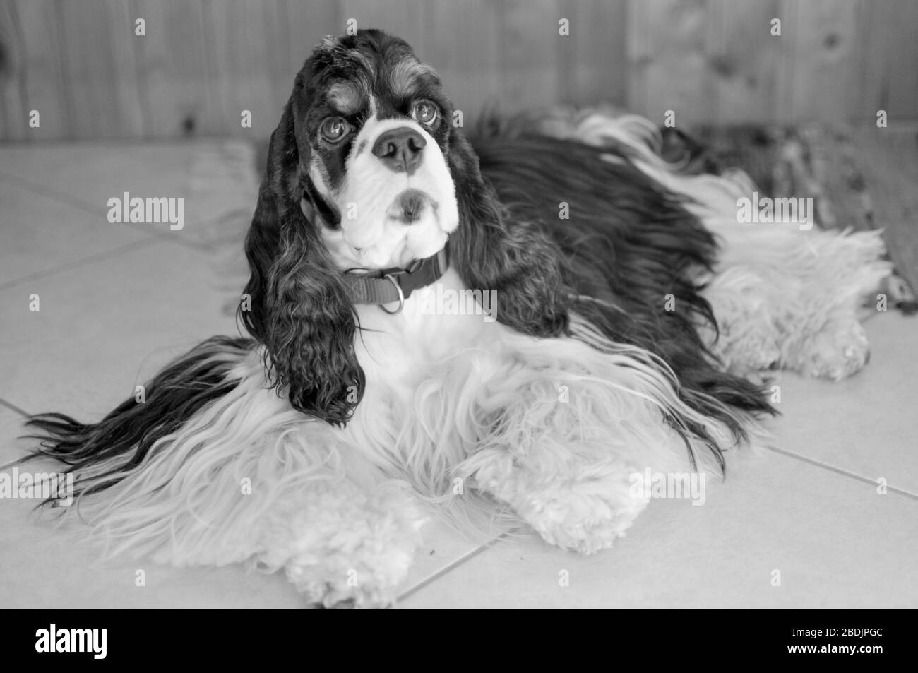 Cute adult purebred tricolor American Cocker Spaniel indoors. A black-and-white dog with brown eyebrows looks at the camera. Natural light. Black and Stock Photo